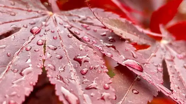 Photo of Red maple leaf close up
