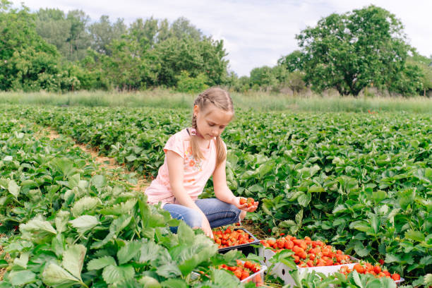 istock Spring, strawberry field. Harvesting strawberries. Berry in basket. 1318058178