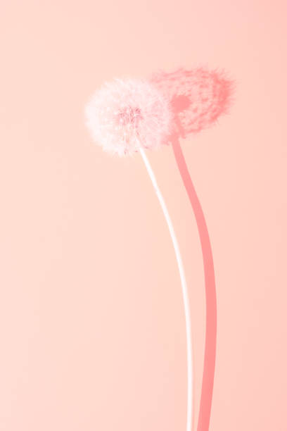 istock Delicate fluffy dandelion flower on a pale pink sunny table 1318058751