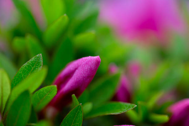 azaléia - leaf defocused dew focus on foreground - fotografias e filmes do acervo