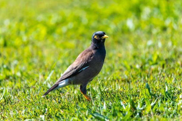Indian Myna Bird in the grass at  Woy Woy, NSW, Australia.