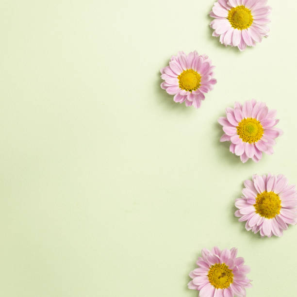 istock Pink flowers on light green background. top view, copy space 1318060653