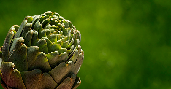 Healthy eating and lifestyle concept: One fresh and organic artichoke on left frame. Natural food background with large copy space.