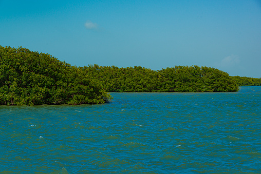 Mangrove zone at Tajamar pier, in Cancun, Mexico