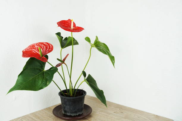 istock Red Anthurium Flower house plant decoration on table and white wall background 1318065555
