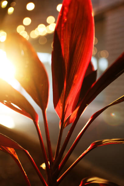 istock Beautiful bright red plant lighting up during sunset 1318066937