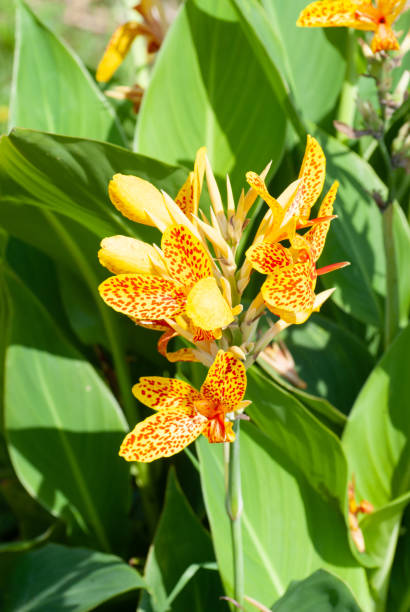 istock Golden Canna Flower Close Up 1318067830