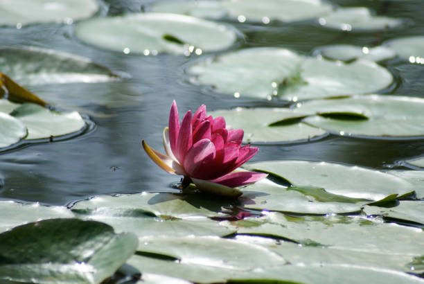 flor e folhas da lagoa de lótus, reflexão - lotus reflection flower single flower - fotografias e filmes do acervo