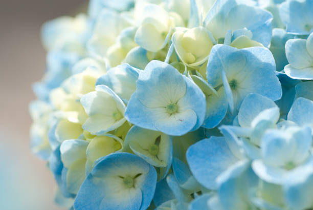 Beautiful Cream to Blue Hydrangea Flower Big Close Up