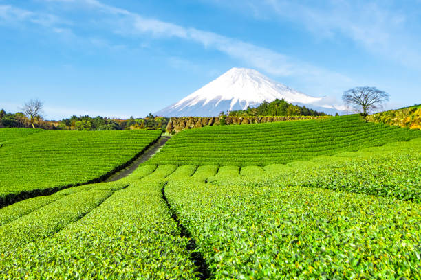 Fuji Mountain and Green Tea Plantation at Fujinomiya, Shizuoka, Japan Tea Plantation is popular agriculture in Fujinomiya, Shizuoka and can find with Fuji Mountain Background tokai region photos stock pictures, royalty-free photos & images