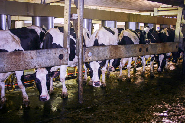 istock Cows in an open barn on a farm 1318069367
