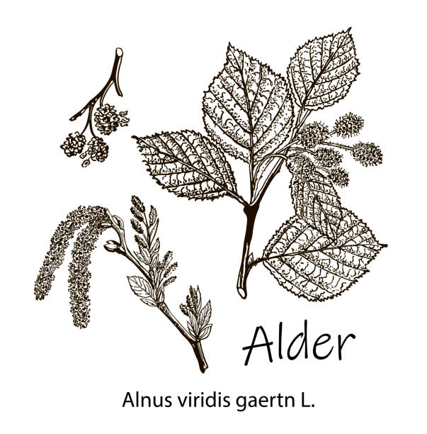 Alder. Vector leaves, flowers and fruits of the alder. Detailed botanical illustration for your design. Vector images of medicinal plants. Healthy lifestyle. Alder. Vector leaves, flowers and fruits of the alder. Detailed botanical illustration for your design. Vector images of medicinal plants. Healthy lifestyle. alder tree drawing stock illustrations