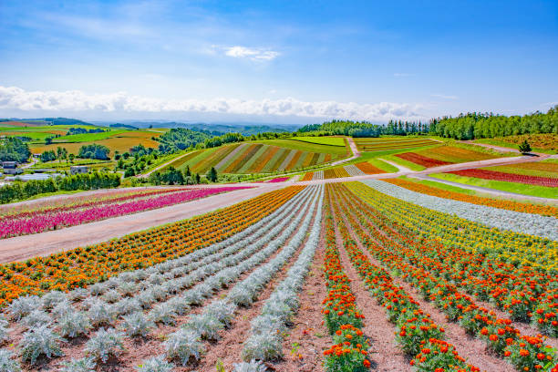 夏の青空のしっしいの岡花園、美瑛、北海道 - lavender coloured ストックフォトと画像