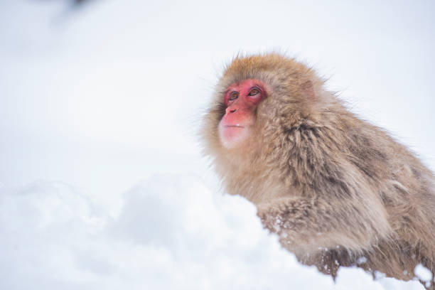 Snow Monkey Park is located in Nagano, and is the msot famous tourist destination for sightseeing snow monkey bathing in natural hot spring