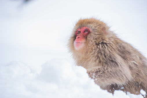 Snow Monkey Park is located in Nagano, and is the msot famous tourist destination for sightseeing snow monkey bathing in natural hot spring