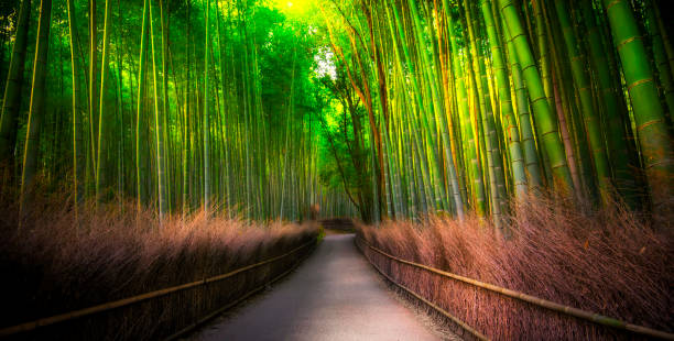 sagano bamboo forest, arashiyama, kioto, japonia - sagano zdjęcia i obrazy z banku zdjęć