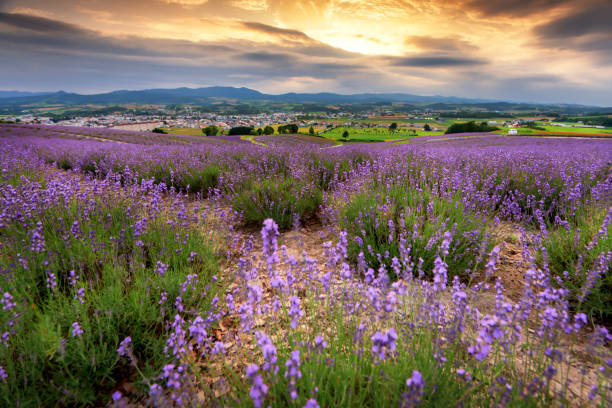 Lavender field on HIllside of Hinode Park in Summer, Kamifurano, Hokkaido Hinode Park is one of most famous flower garden in Furano, Japan furano basin stock pictures, royalty-free photos & images