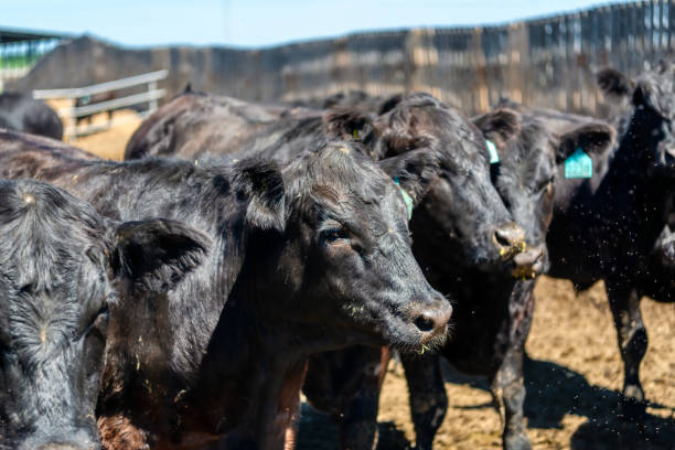 istock Black cow in the pasture 1318078613