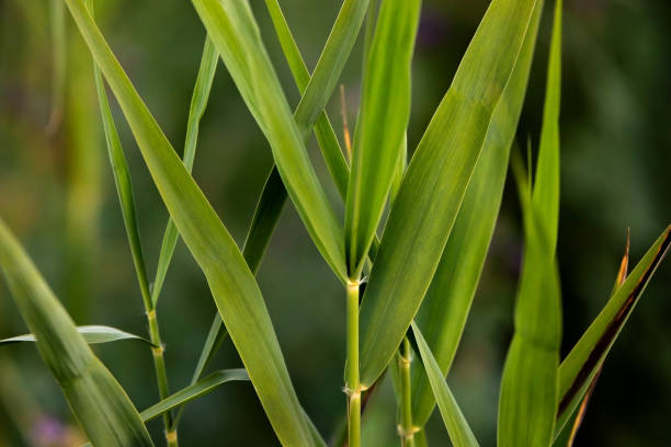 jovem palheta verde/grama close-up fundo ou textura - reedgrass - fotografias e filmes do acervo