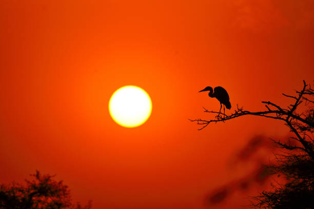 istock Sunset at Keoladeo national park 1318080875