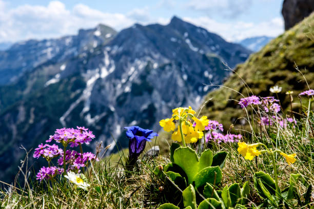 istock Alpine flowers with gentian & co 1318081157