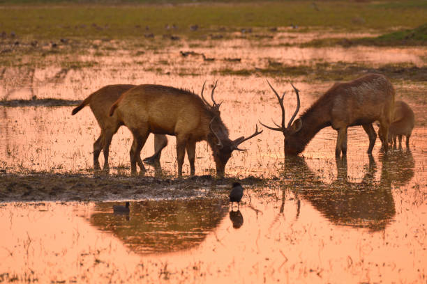 istock Nilgai  at Keoladeo national park 1318081175