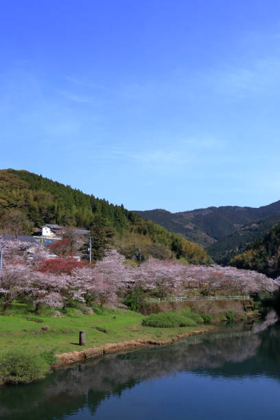 istock Hirayama Shinsui Park,Sakura in the mountains (Kami City, Kochi Prefecture) 1318085675