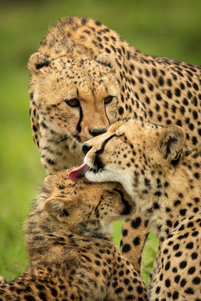 istock Close-up of cheetah coalition grooming each other 1318086507