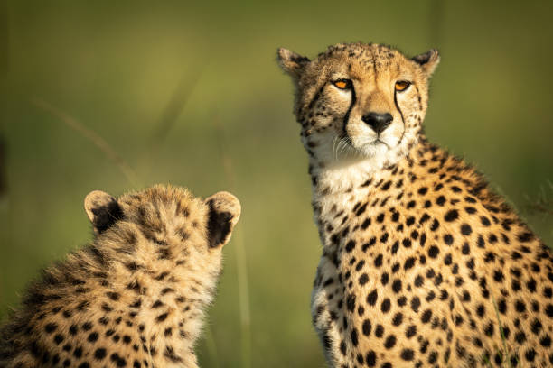 istock Close-up of cheetah and cub sitting down 1318086513