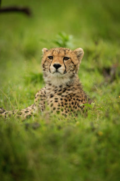 istock Close-up of cheetah cub lying lifting head 1318086519