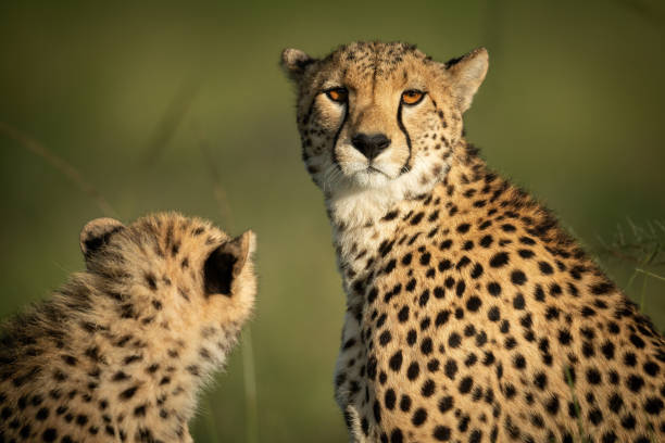 istock Close-up of cheetah eyeing camera with cub 1318086690