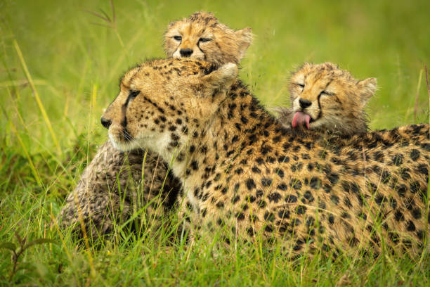 istock Close-up of cheetah lying cleaned by cubs 1318086771