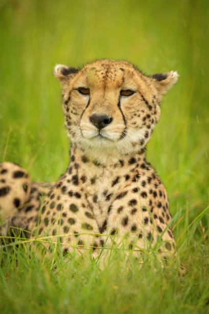 istock Close-up of cheetah lying in grass staring 1318086774