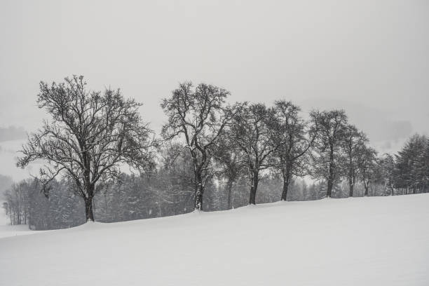 Icy dense fog in winter with trees in the snow