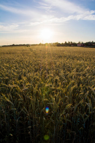 istock Wheat field at sunrise on a spring day 1318089922