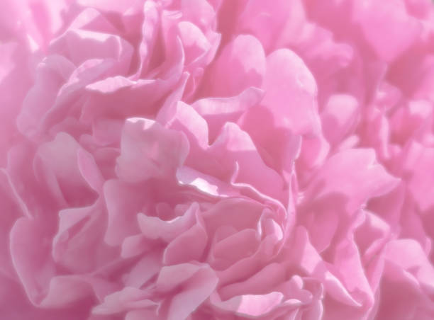 istock blooming peonies in the garden 1318090142