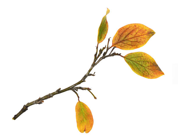 istock Autumn twig with colorful leaves 1318091155