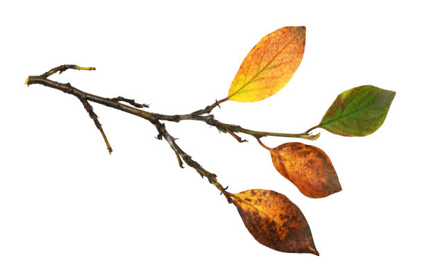 istock Autumn twig with colorful leaves 1318091157