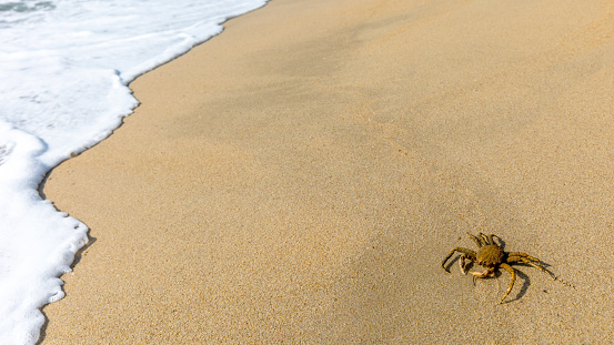 White bubble wave on a clean sandy tropical beach and brown rock crab during a sunny day