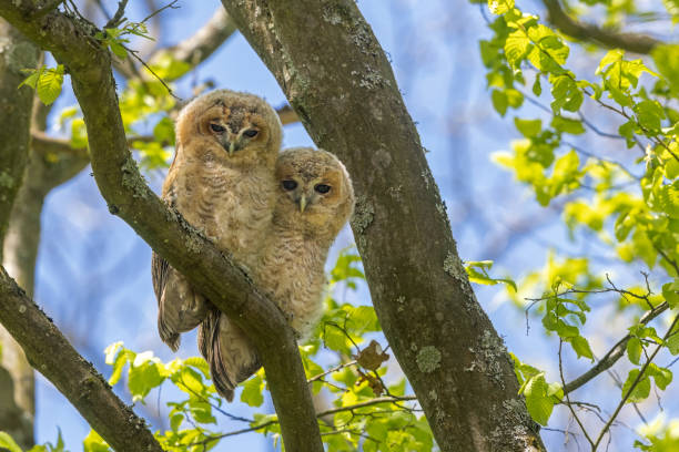 istock Two young tawny owls 1318096055