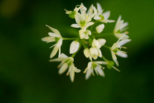 Wild garlic flower with blurred background