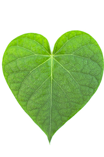 Heart shaped leaf on white background.