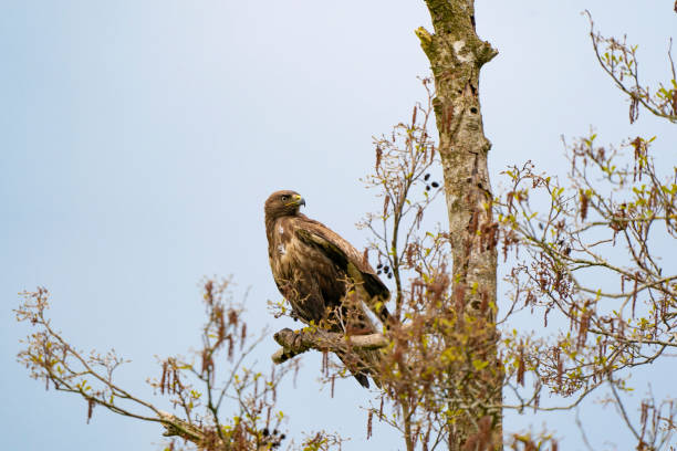 istock Impressive buzzard, buteo buteo, sitting on a branch in the spring with copy space. Dominant bird of prey is observing on a branch. Feathered animal with white and brown plumage. Blue sky 1318097919