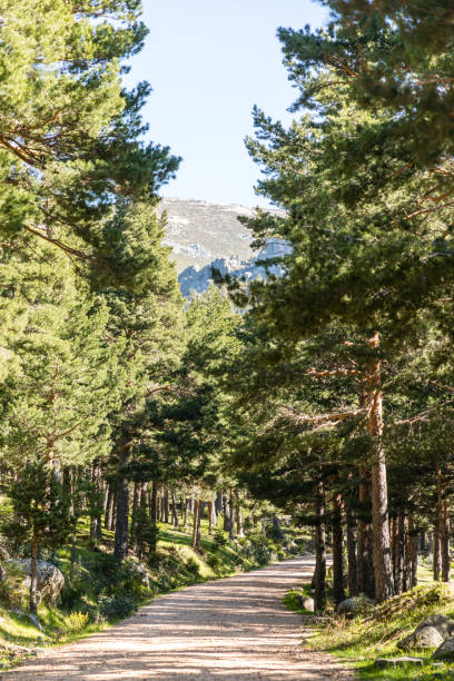 istock Hiking trail in the Barranca area in Navacerrada 1318098209