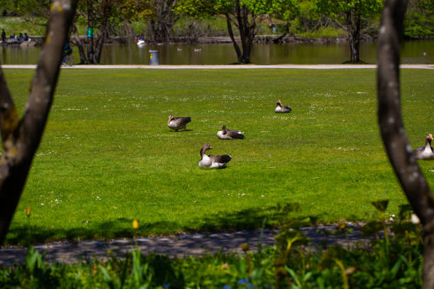 Wild geese on the meadow in Westpark, Munich
