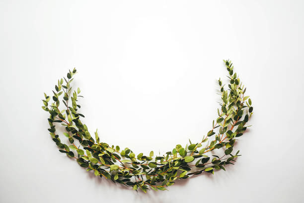 istock White background with twigs with small leaves. 1318100820