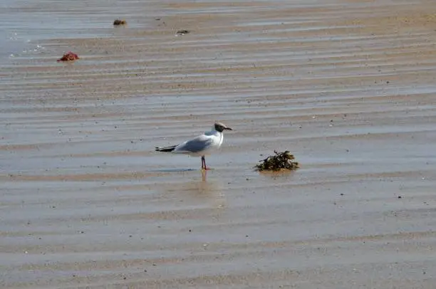 Photo of blackhead gull on the beach in Brittany