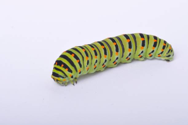 istock Swallowtail caterpillar on a white backgroung 1318101882