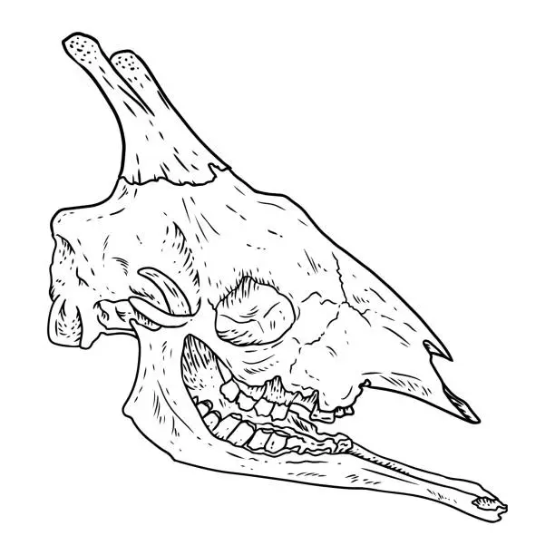 Vector illustration of Giraffe fossilized skull hand drawn sketch image. Giraffa bones fossil illustration drawing. Vector stock outline silhouette