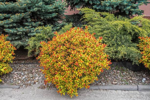 istock Spirea bush with red and green leaves 1318105115